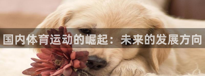 MK体育官网下载招商电话地址查询：国内体育运动的崛起：未来的