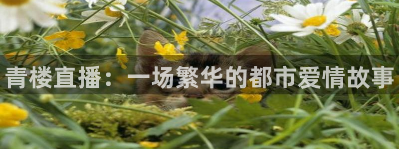 833看球直播在线观看：青楼直播：一场繁华的都市爱情故事